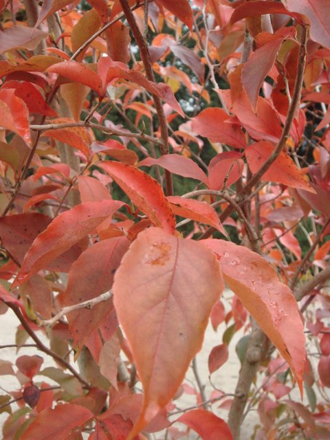 Stewartia pseudocamellia feuille automne